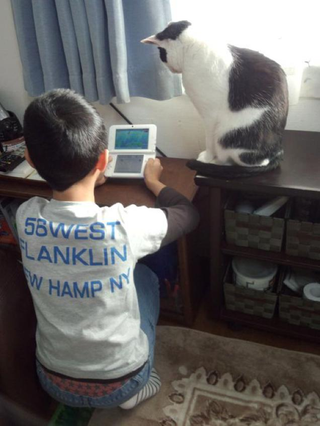 Illustration for article titled Cats Are Very Serious about Video Games